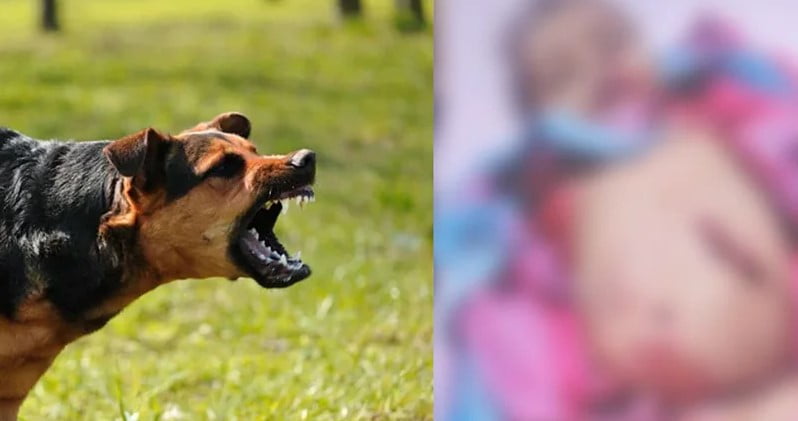 Dog Attack : घायल को 2 लाख मुआवजा, मालिक से वसूल सकतें है रकम; 11 नस्लों को पालने पर भी बैन 1 Dog attack 1
