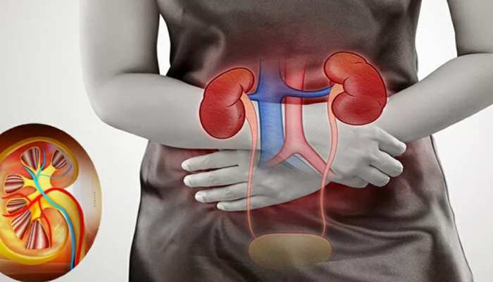 kidney