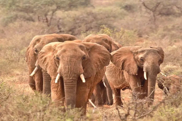 200 Elephants Slaughtering In South Africa