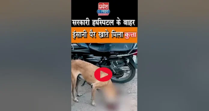 Viral Video: Dog showing human foot's paw in Jaipur, Rajasthan