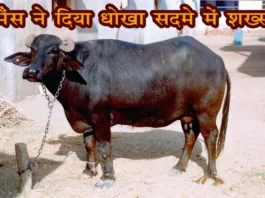 a bull with horns standing on dirt