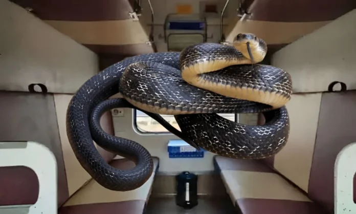 Snake in Train: A snake was found in a train going from Bhopal to Jabalpur, passengers got worried...