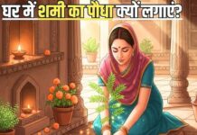 बेहद पवित्र और शुभ है यह पौधा, घर में रखने से 1,2 या फिर 3 नहीं… होंगे ढेरों लाभ