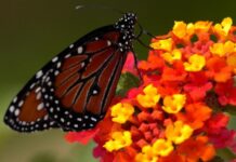 ऑरेंज ऑकलीफ बनेगी मध्य प्रदेश की राजकीय तितली, सूखा पत्ता समझ खा जाएंगे धोखा