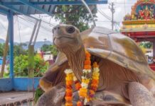 श्री कूर्मनाथ स्वामी मंदिर: जहां कच्छप अवतार में हैं भगवान, रहस्यमयी सुरंग का गया-काशी से है कनेक्शन! पितरों के लिए खुलता है मोक्ष मार्ग