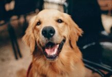 Reliance की नई घोषणा ने कंपनियों की नींद उड़ा दी, लेकिन Dog लवर्स के लिए खुशखबरी