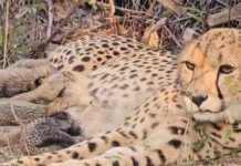 कूनो नेशनल पार्क में खुशी की लहर, मादा चीता मुखी ने दिए 5 शावकों को जन्म!