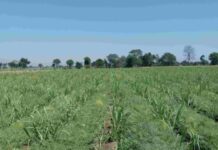 मध्य प्रदेश सरकार ने दिया किसानों को न्यौता, जबलपुर में हर रविवार लगेगा जैविक हाट