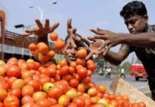 टमाटर महंगा, 10 दिनों में 50% बढ़ा दाम, जानें क्या वजह बनी महंगाई की आग