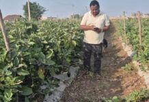 ग्राफ्टेड बैगन की खेती से बढ़ी किसान योगेश अग्रवाल की आय