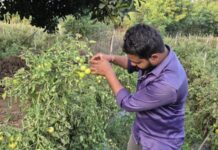 ग्राफ्टेड टमाटर की खेती से युवराज साहू को हो रहा दोगुना फायदा
