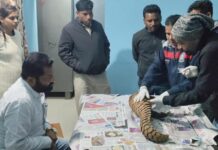 वन विभाग को बड़ी सफलता, अंतर्राज्यीय पेंगोलिन तस्कर गिरोह पकड़ा गया : एक जीवित पेंगोलिन बरामद