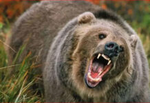 चमोली में भालू ने फिर किया 2 छात्राओं पर हमला, स्कूल जा रही थीं दोनों