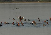 कोपरा जलाशय को राज्य का पहला रामसर साइट घोषित किया जाना छत्तीसगढ़ के लिए गर्व का क्षण : मुख्यमंत्री विष्णु देव साय