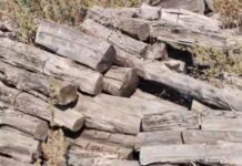 आलीराजपुर में करोड़ों की लकड़ी तस्करी, गुजरात अधिकारियों की छापेमारी से हड़कंप