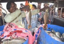 मुरादाबाद की रामगंगा नदी में मछलियों की मौत, लोग ड्रमों में भरकर मछलियां बेचते नजर आए