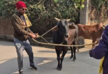 रायपुर में आक्रामक आवारा मवेशी पर निगम की त्वरित कार्रवाई, सुंदर नगर में राहत