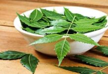 सुबह खाली पेट चबाएं ये पत्ते…जानें किन बीमारियों में मिल सकती है राहत!