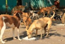 यूपी में अनोखा फरमान: सरकारी स्कूलों के शिक्षक संभालेंगे आवारा कुत्तों की निगरानी