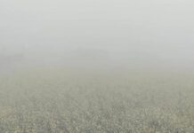 मौसम बदला, फसलों पर मंडराया खतरा