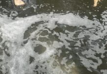 आपकी थाली तक पहुंच रही नाली! सीवेज के गंदे पानी से पैदा हो रहीं जहरीली सब्जियां