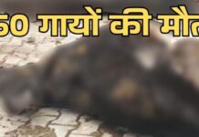 चंडीगढ़ में गौशाला में करीब 50 गायों के क्षत-विक्षत शव मिलने से हड़कंप