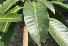 पहाड़ों में हर शुभ काम से पहले देवताओं के स्वागत के लिए लगाए जाते हैं ये खास पत्ते, जो नेगेटिव एनर्जी को रखते हैं दूर