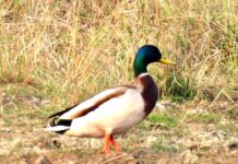 गिधवा टैंक में प्रवासी मल्लार्ड का आगमन, बढ़ी क्षेत्र की पहचान