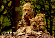 ‘प्रोजेक्ट चीता’ ‘प्रकृति से प्रगति’ का संदेश देती विश्व की सबसे सफल परियोजना : मुख्यमंत्री डॉ. यादव