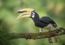 दुर्लभ हॉर्नबिल संरक्षण की विशेष पहल :उदंती-सीतानदी में विकसित हो रहे प्राकृतिक उद्यान