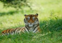 नौरादेही टाइगर रिजर्व में मिला मरा हुआ बाघ, दो दिन से एक ही जगह मिल रही थी लोकेशन