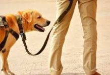 जयपुर में दो जापानी पर्यटक लापता, पुलिस ने शुरू की तलाश