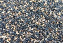 श्राद्ध से तर्पण तक, तिल के बिना क्यों अधूरा माना जाता है हिंदू धर्म का हर शुभ कार्य