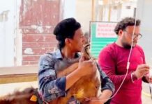 टोल-फ्री नम्बर 1962 बना लाइफ लाइन, घोड़े के बच्चे को मिला नया जीवन