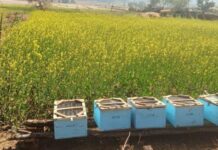 मधुमक्खी पालन से स्व-सहायता समूह की आय में वृद्धि