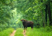 बारनवापारा अभयारण्य : जहां हर कदम पर है प्रकृति का रोमांच