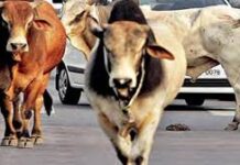 विधानसभा में गूंजा निराश्रित गौवंश का मुद्दा