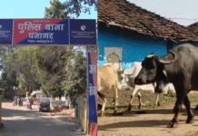 जबलपुर में भैंस चोरी का अनोखा मामला, पुलिस ने शुरू की जांच