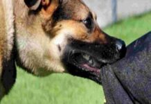 Indore News: डायल-112 ड्राइवर पर पालतू कुत्ते से हमला, FIR दर्ज