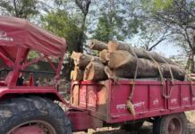 रायगढ़ में वन विभाग की बड़ी कार्रवाई, 21 दिन में 6 ट्रैक्टर जब्त