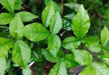 भगवान भी प्रसन्न, भक्त भी सेहतमंद—इस पत्ते का अद्भुत महत्व