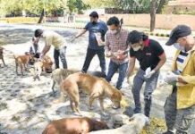 आवारा कुत्तों के मुद्दे पर विधानसभा में जोरदार हंगामा, “कुत्तों के प्रभारी हैं” कैलाश विजयवर्गीय