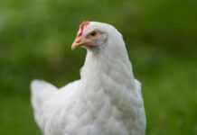 बिलासपुर में बर्ड फ्लू का कहर: 4400 मुर्गियों की मौत, कलेक्टर ने दिए सख्त निर्देश