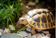 घर में कछुआ रख रहे हैं तो इन बातों का रखें विशेष ध्यान, दिशा खराब तो फिर तो बेड़ागर्क ही समझो