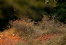 अंबिकापुर में 15 हिरणों की मौत के बाद वन विभाग सख्त