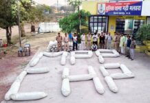 अवैध अफीम की खेती पर मध्यप्रदेश पुलिस का बड़ा प्रहार : 3 करोड़ रुपये से अधिक की 7890 किलोग्राम फसल जब्त