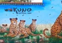 तीसरी खेप के साथ आगे बढ़ा चीता मिशन, जानें कैसे लौटे जंगलों के सबसे तेज धावक