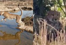 कूनो नेशनल पार्क से निकलकर राजस्थान पहुंचा चीता KP-3, ग्रामीणों में मचा हड़कंप