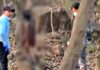 शहडोल में जंगल में मिली महिला की आधी लाश, लकड़ी बीनने वाले कांप उठे