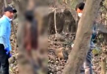 शहडोल में जंगल में मिली महिला की आधी लाश, लकड़ी बीनने वाले कांप उठे